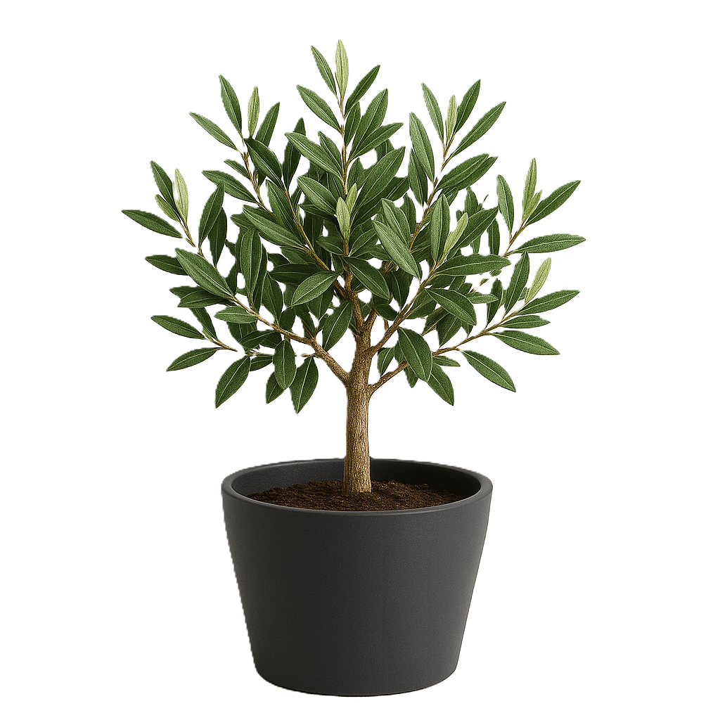 Dwarf Olive Tree